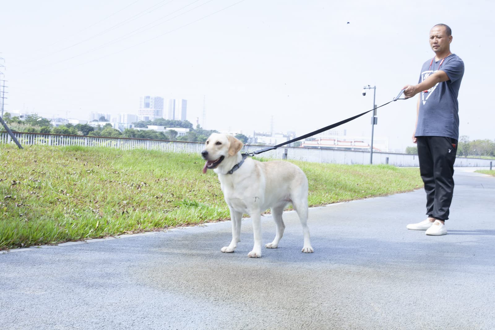 Guinzaglio Riflettente 3M Per Cani - 180cm In Nylon Con Maniglia Imbottita, Per Taglie Medie E Grandi