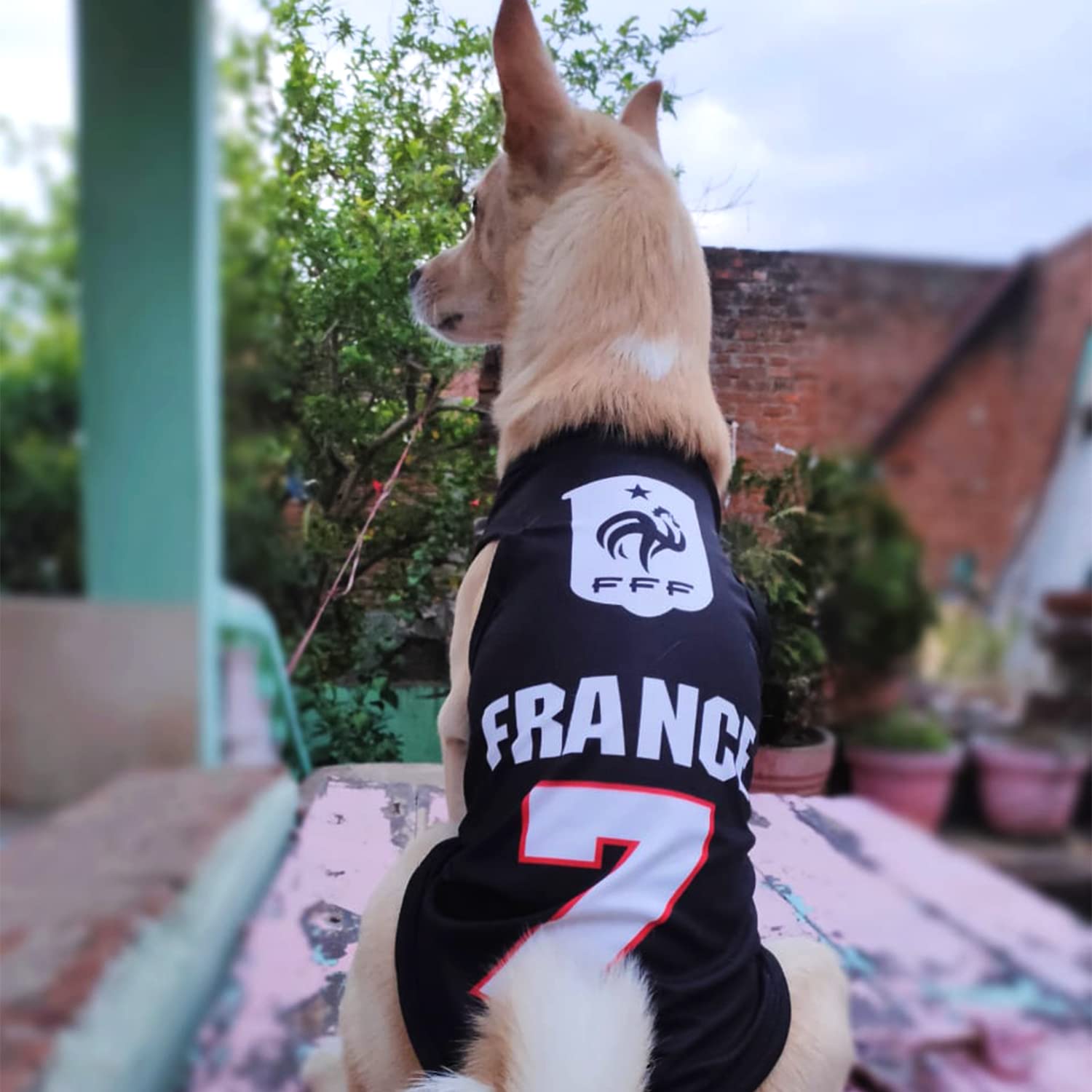 Lulala Printed Pet Shirt Summer Pet T Shirt Cool Puppy Dog T-Shirts Soft Breathable Dog Sweatshirt for Small Medium Dogs Cats (Heart Love Paw Pattern (Rust, 24 INCH) (B0C2QBJFBV) Amazon Price History, Amazon Price Tracker