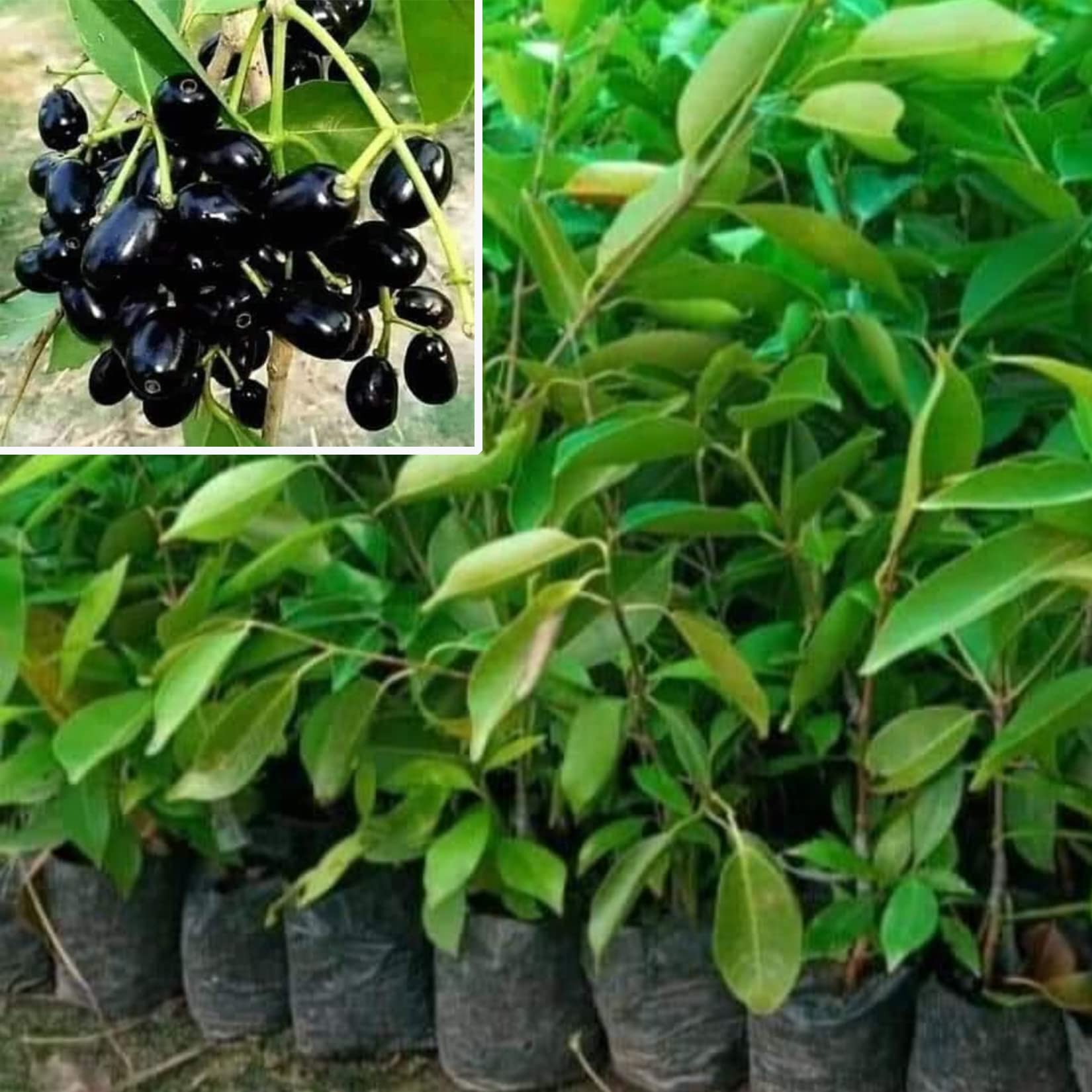 Buy AGRO ALIVE Black jamun Jam Kala Jamun Sweet Fruit (grafted) Online