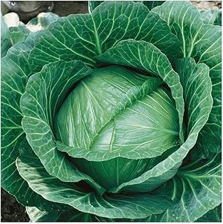 Everwilde Farms - 1 Lb Brunswick Cabbage Seeds - Gold Vault