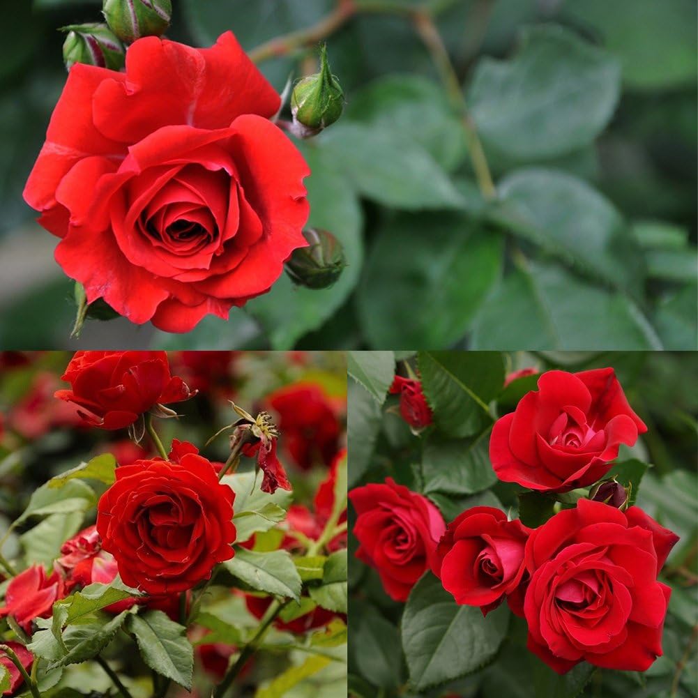 100pcs Red Rose Seeds Garden Flower Bonsai Plants Seeds Flower Seed
