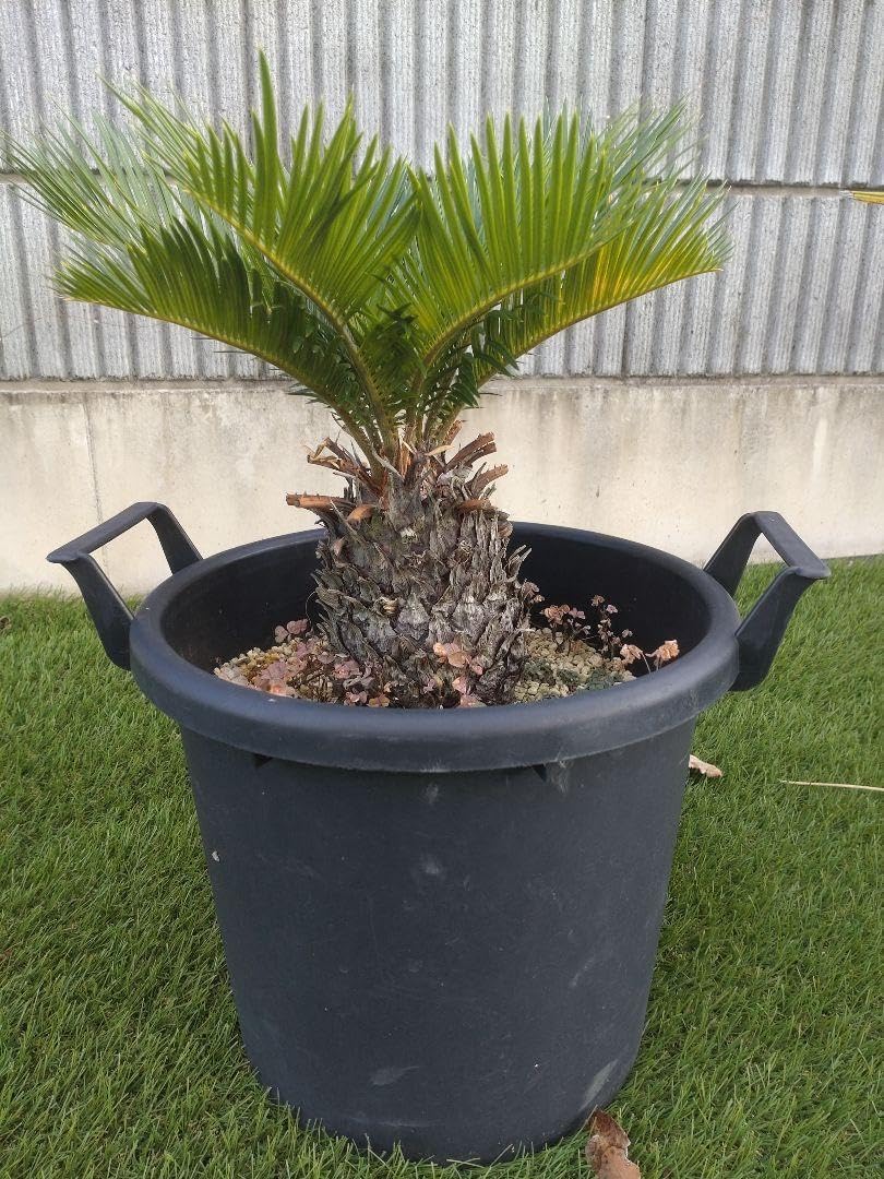 希少】パキラ ミルキーウェイ 実生 新芽 Sサイズ 観葉植物 calm g 希少