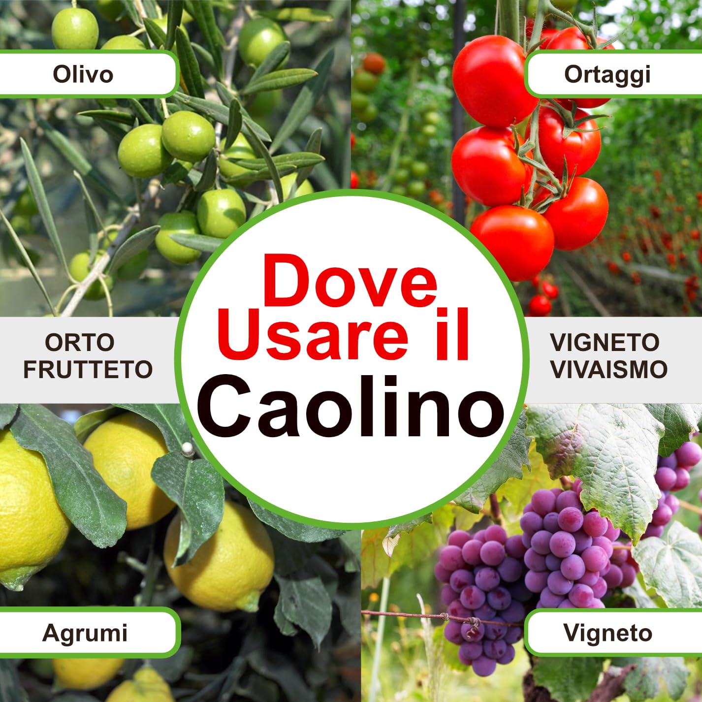 Caolino Naturale per Agricoltura Bio indicato per mosca olivo, busta da 15 kg