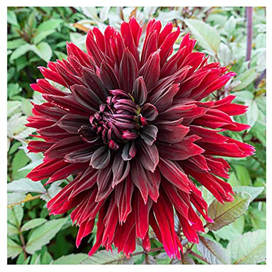 Amazon.com : Black Jack Cactus Dahlia - 5 Gallon Size Bare