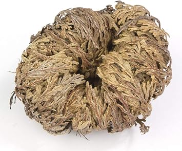 Incense Garden Rose of Jericho Flower The Resurrection Plant 1 Rose