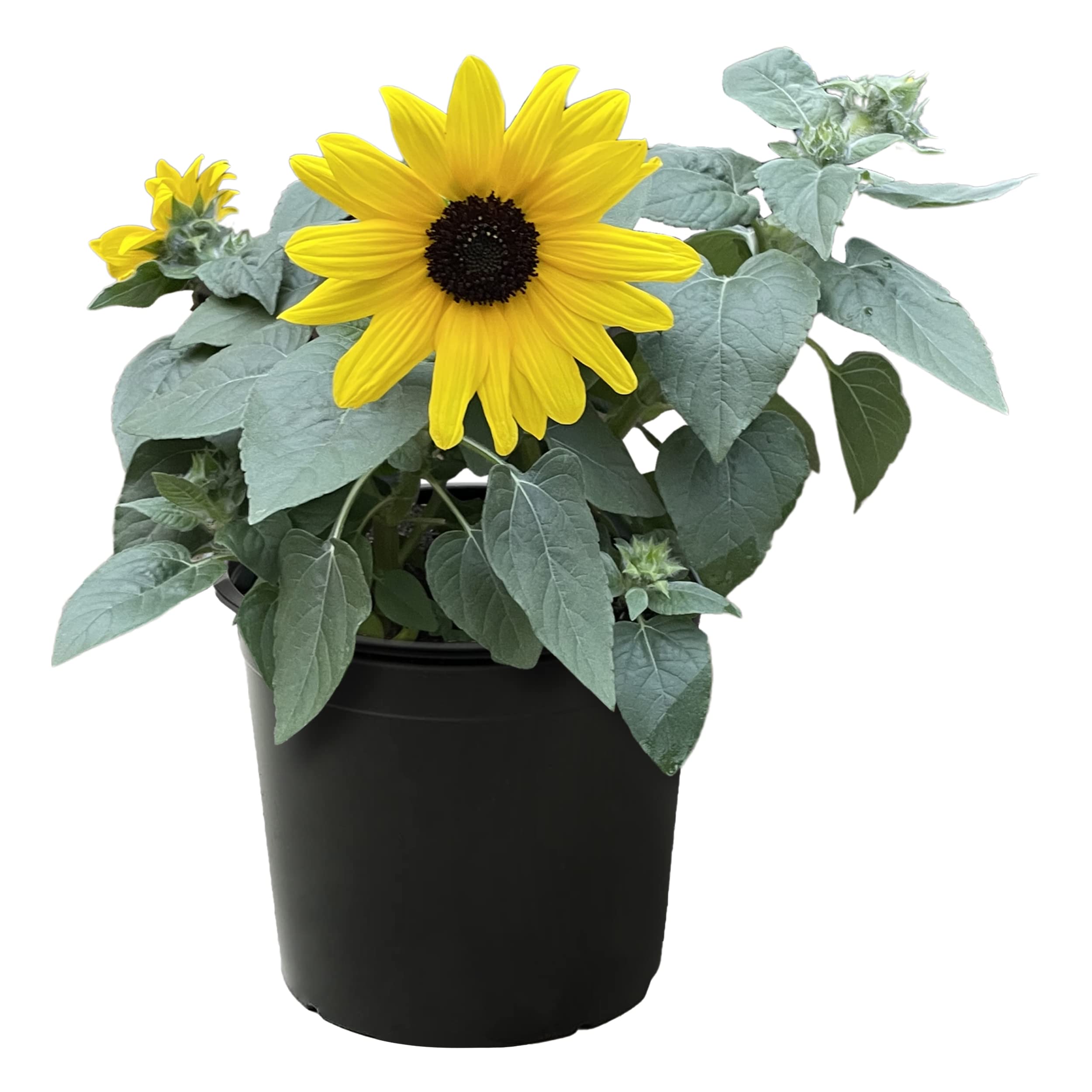 The Three Company Live Sunflower Plant