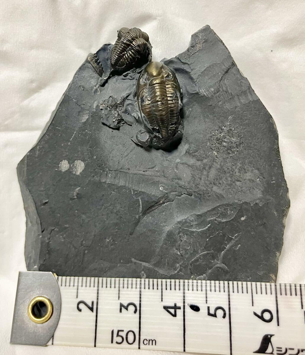 Amazon | 劇完全黄鉄鉱化ダブル三葉虫化石 303 | 化石・発掘 | おもちゃ