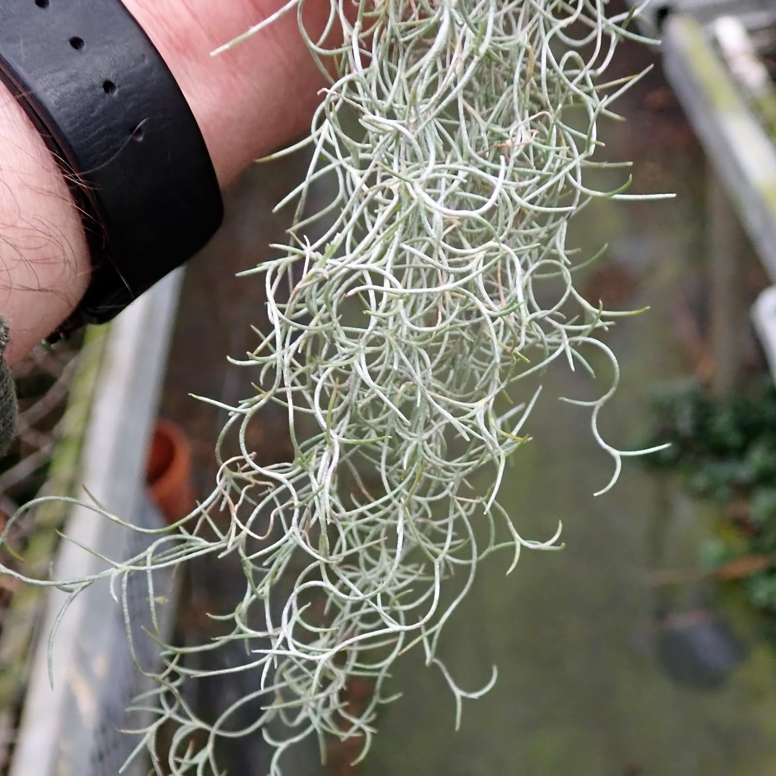 Tillandsia Usneoides Planta del Aire sin Tierra Ideal para Evitar Insectos
