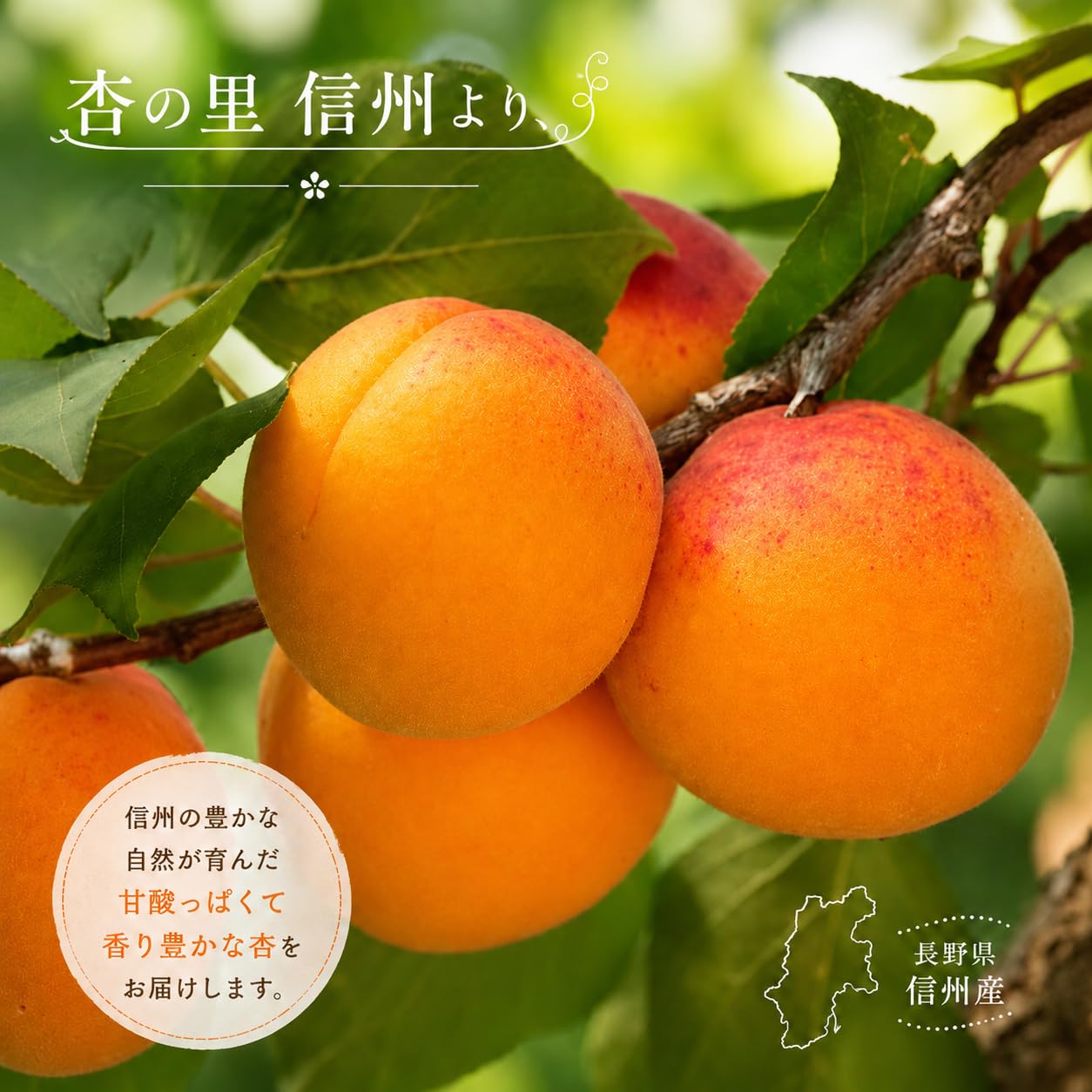 Amazon.co.jp: 生あんず 杏 アプリコット 信州産 (10キロ, クール便