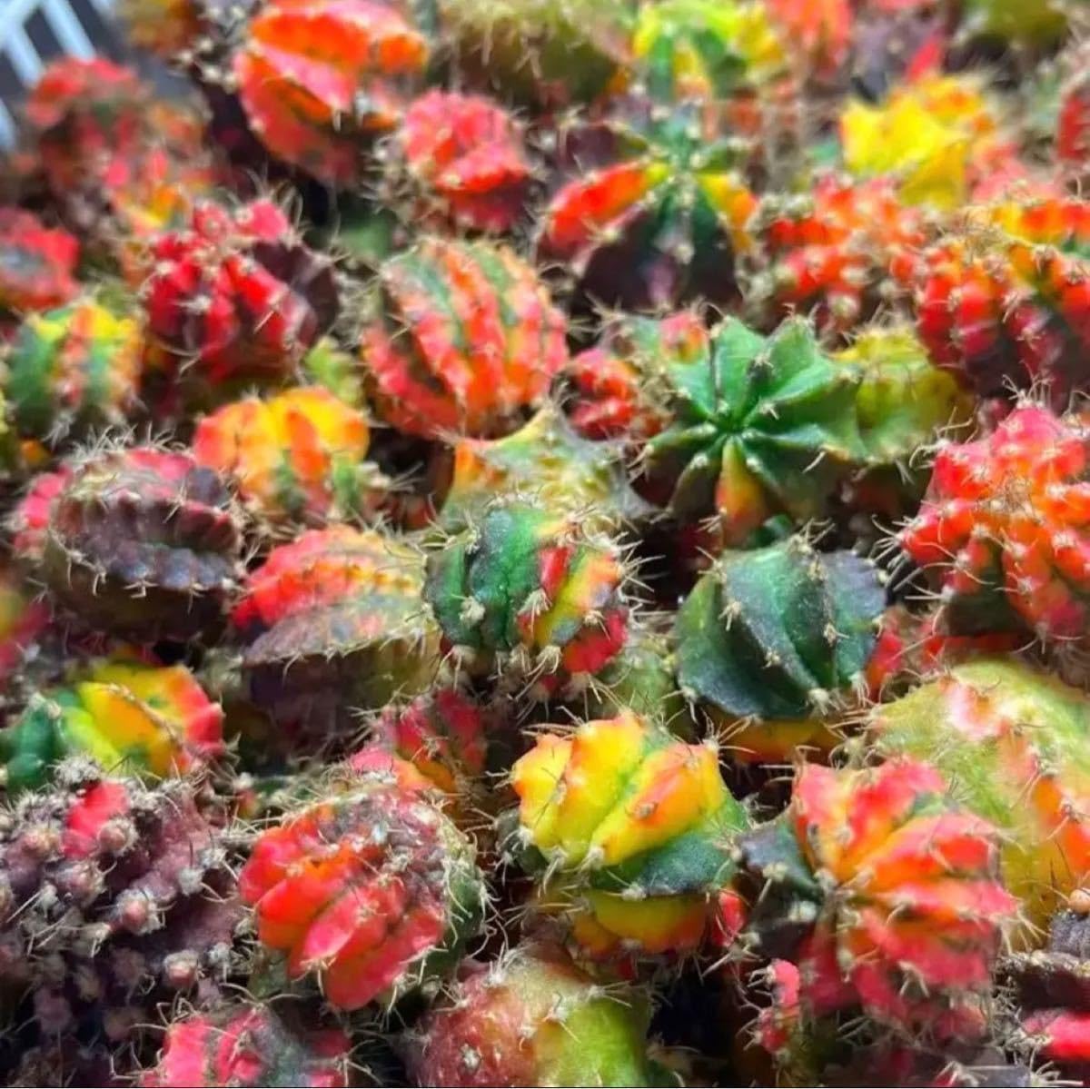 Amazon.co.jp: 多肉植物 サボテン ギムノカリキウム ハイブリッド 緋