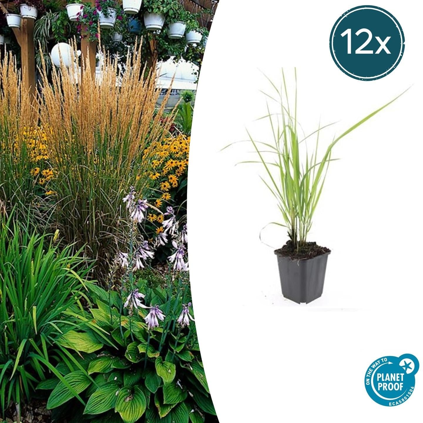 Sandrohr Calamagrostis acutiflora 'Karl Foerster' 24 Pflanzen Ø9 cm 10-25