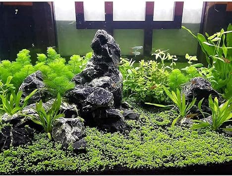 LANDEN Tonwa Seiryu Stone 17lb Natural Aquarium Rocks for Fish Tank Decor