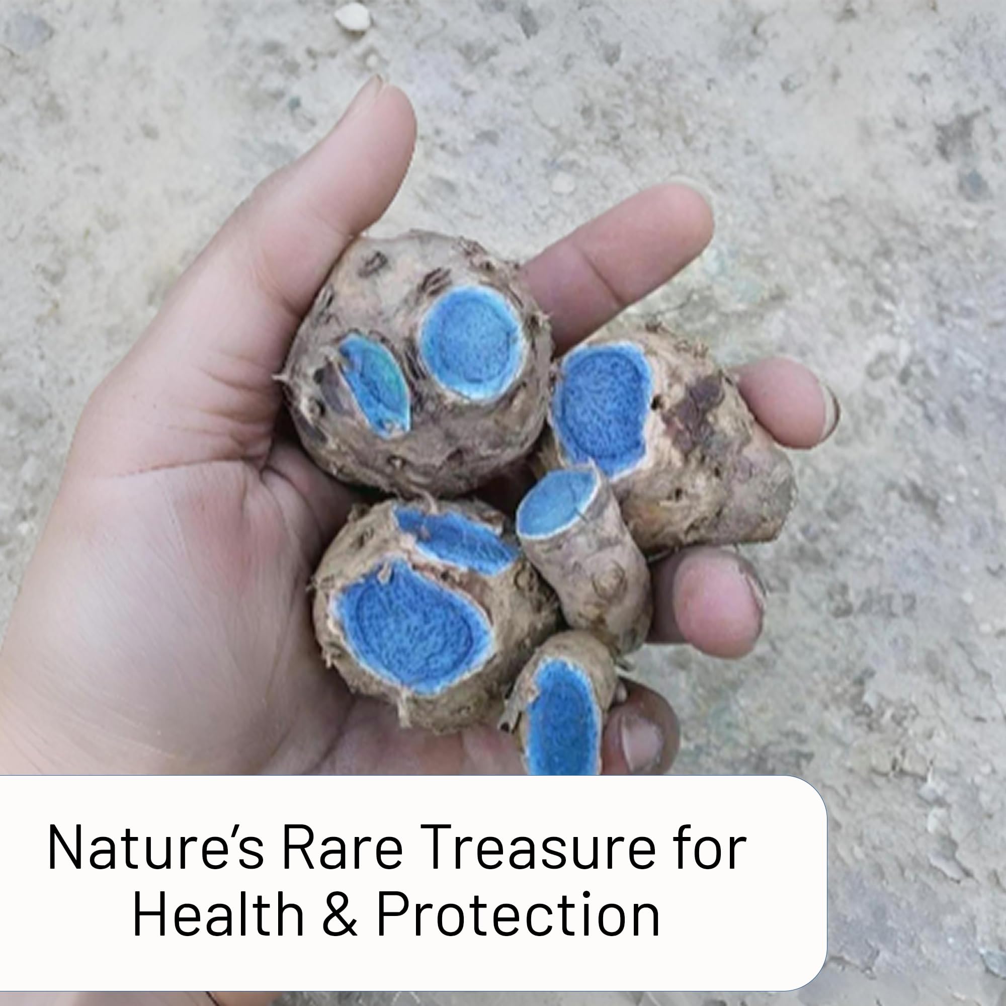 Shine Organic | Kali Haldi | (100 gm) Narkachur | Nar Kachur | Curcuma zerumbet | Black WHole Turmeric | Zedoary Root Pure & Natural 4