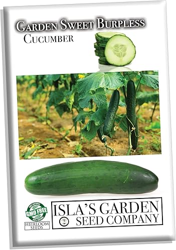 Miniatura 4 de Garden Sweet - Semillas de pepino sin eructos para plantar, más de 50 semillas de reliquia por paquete, semillas de jardín de Isla (semillas de