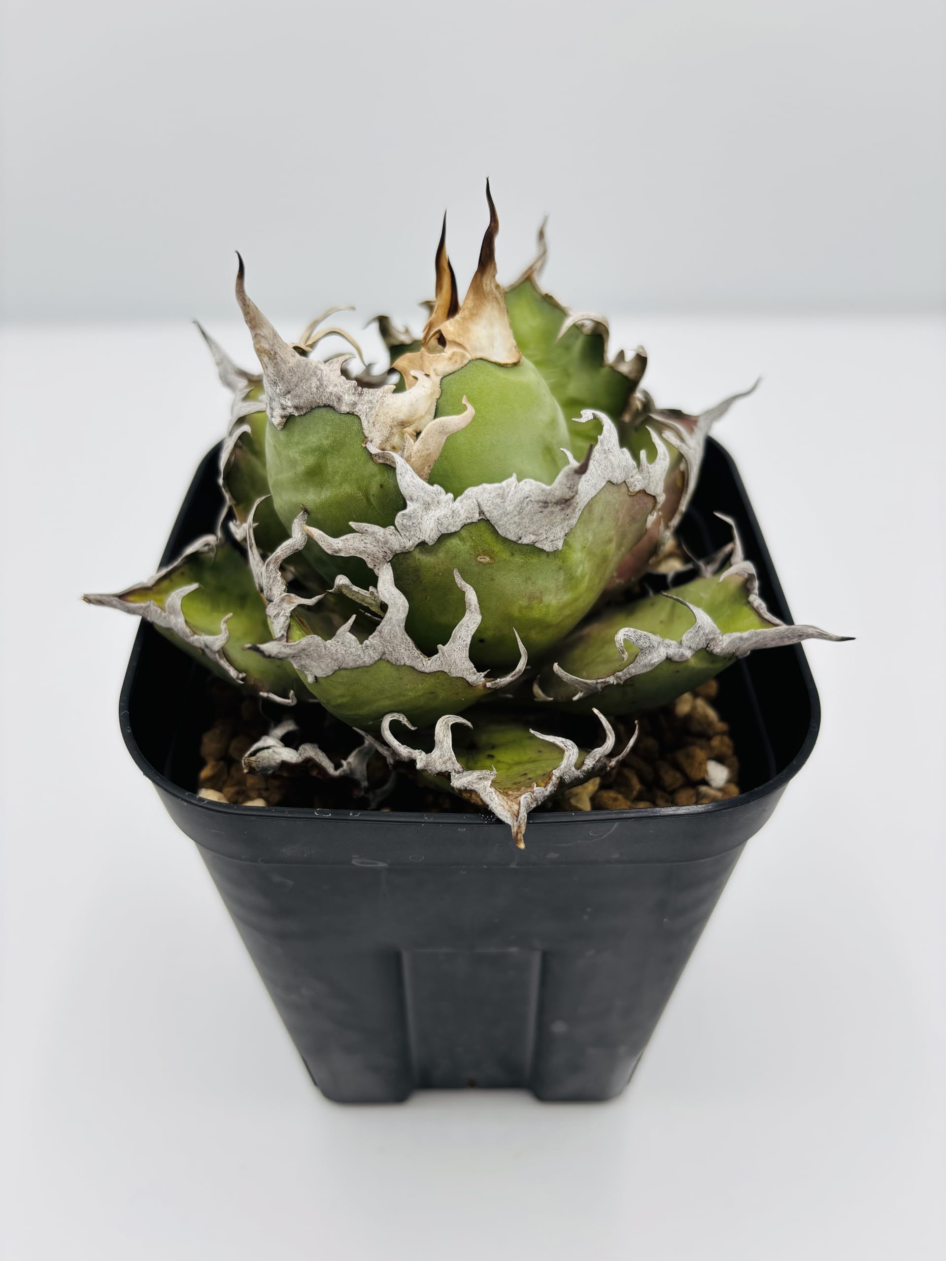 Amazon｜アガベ チタノタ 凱撒(シーザー)/ Agave titanota 'Caesar