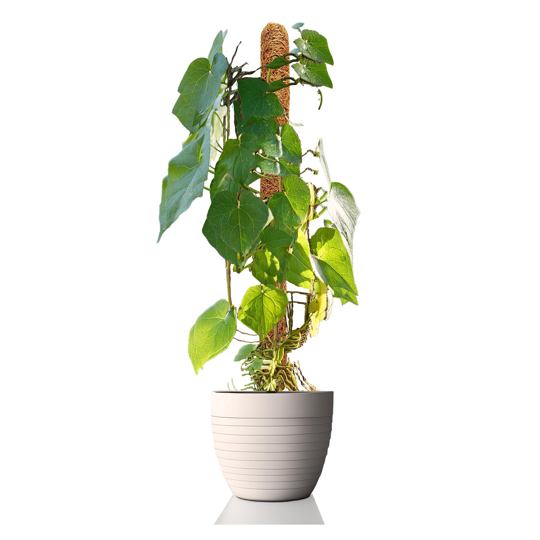La cordeline Lot 10 Tuteurs Plante Grimpante 60cm, Support Coco Naturel, Extension tuteur pour Monstera, Jardin, Plante Maison, Marron