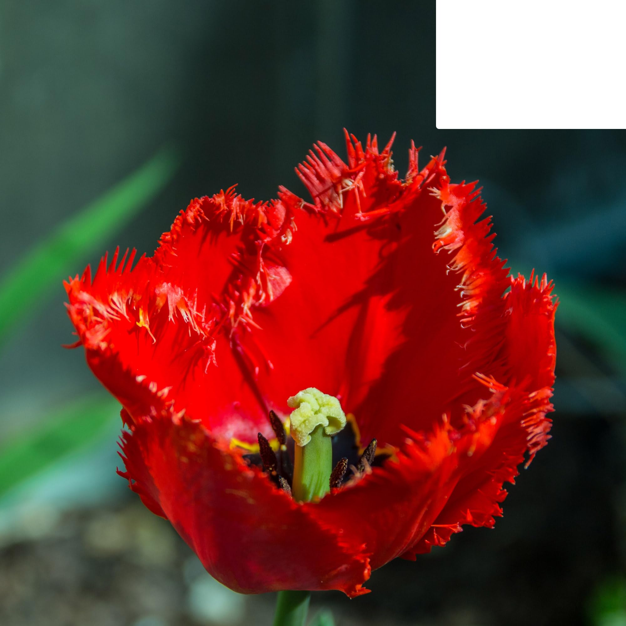 Bulbos de tulipán 'Masterpiece' | 20 Piezas | Tulipán rojo con borde dentado - 30-50cm - Ø5cm - bulbo de flor - Planta de jardín