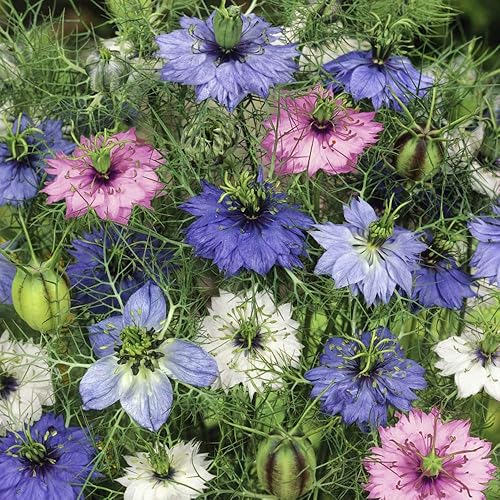 Miniatura 3 de Outsidepride Nigella Mix Love-in-a-Mist Plantas de flores de jardín - 1000 semillas