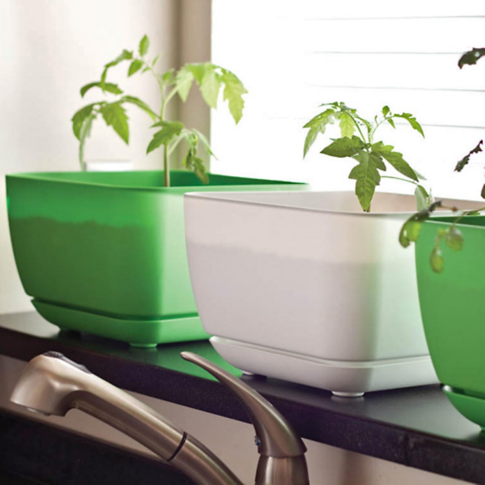 Simple Garden SG-Start-W 12-Inch Basil and Tomato Gardening Squared Starter Kit, Blue