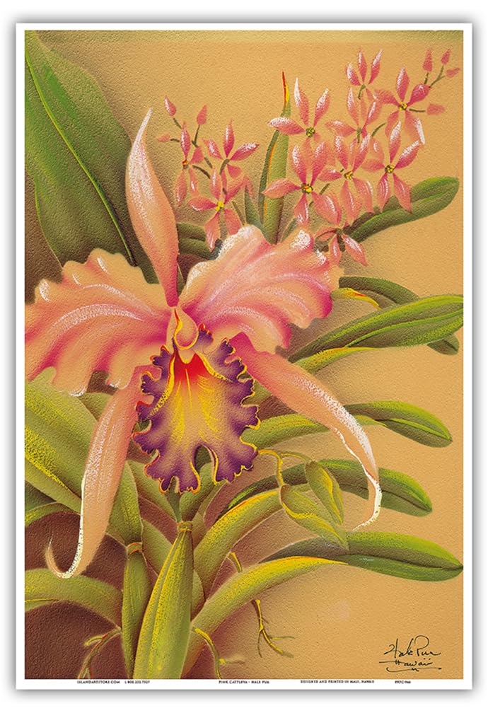Bora 花を見に纏って Amazon.com: Pink Cattleya Orchid Hawaii - Vintage Hawaiian