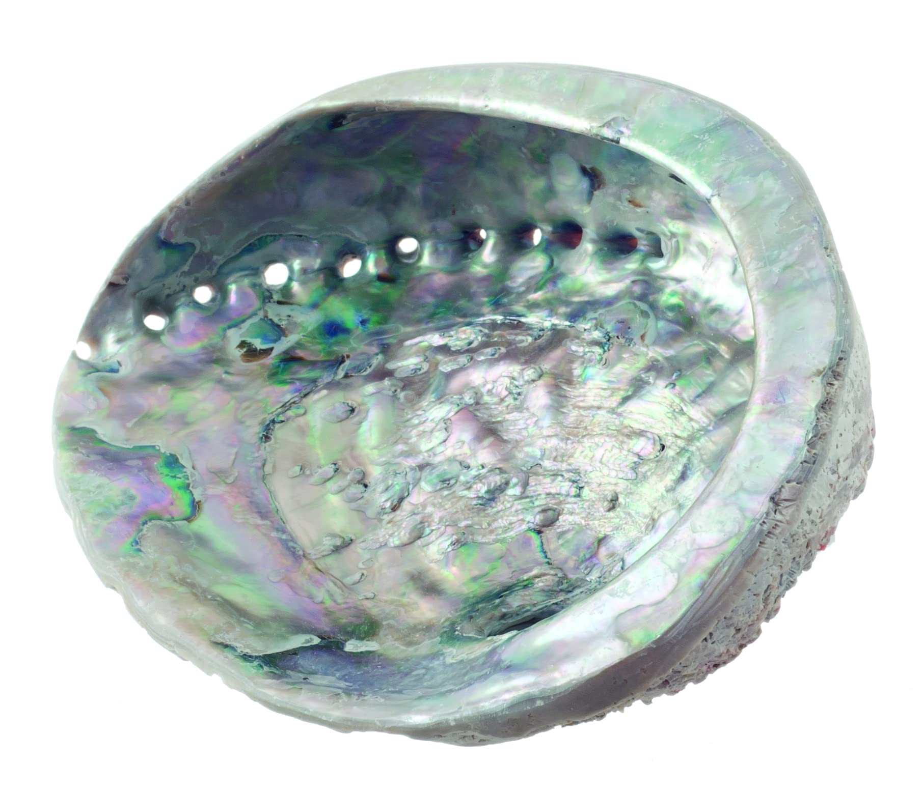 Hydrea London Abalone Shell Mother Of Pearl Bathroom Soap Dish 13-15cm