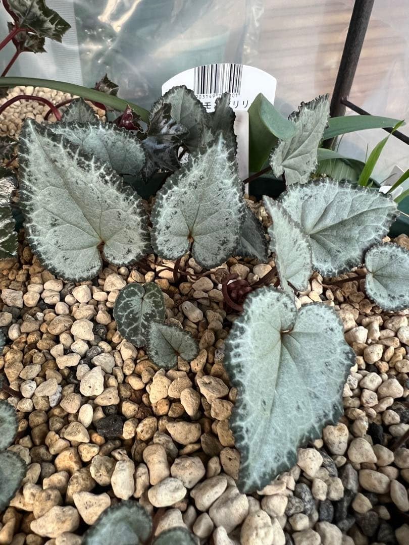 親株原種シクラメン グラエカム ロードポウ6.5号ユーロスリットポットサイズ