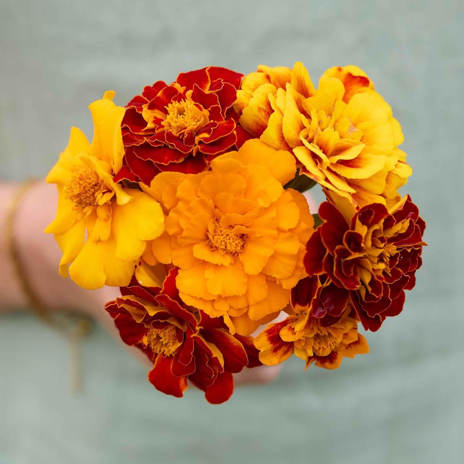 Eden Brothers French Marigold Seeds - Sparky Mix