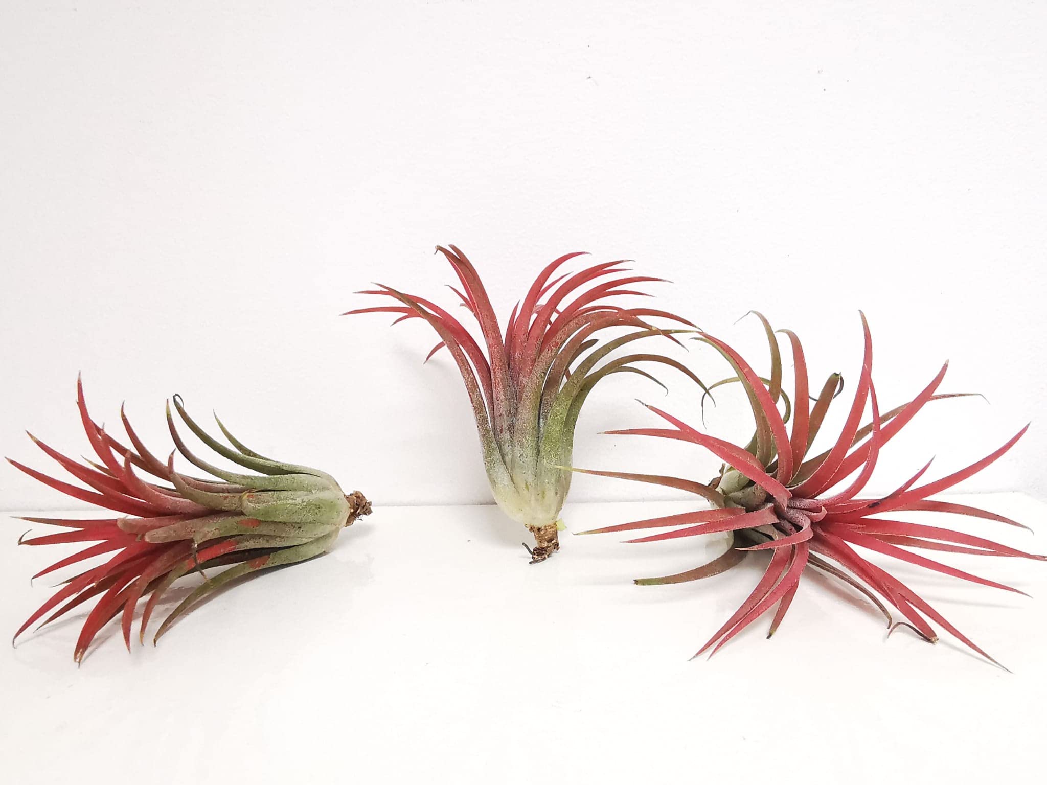 3 x Tillandsia Ionantha Red Air Plants Live Indoor Plants Terrarium Plants Live Houseplants, Live Plants Indoor Plant Kit, Easy Care Plants for Air Plant Holder or Garden
