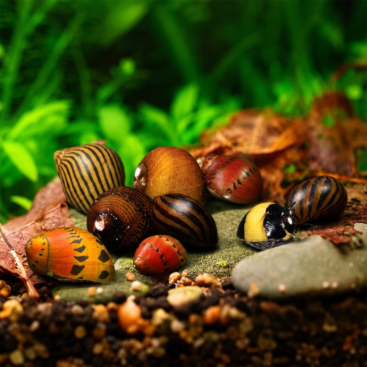 Swimming Creatures™ Assorted Nerite Snails (6 Pack) Freshwater Aquarium Snails Live