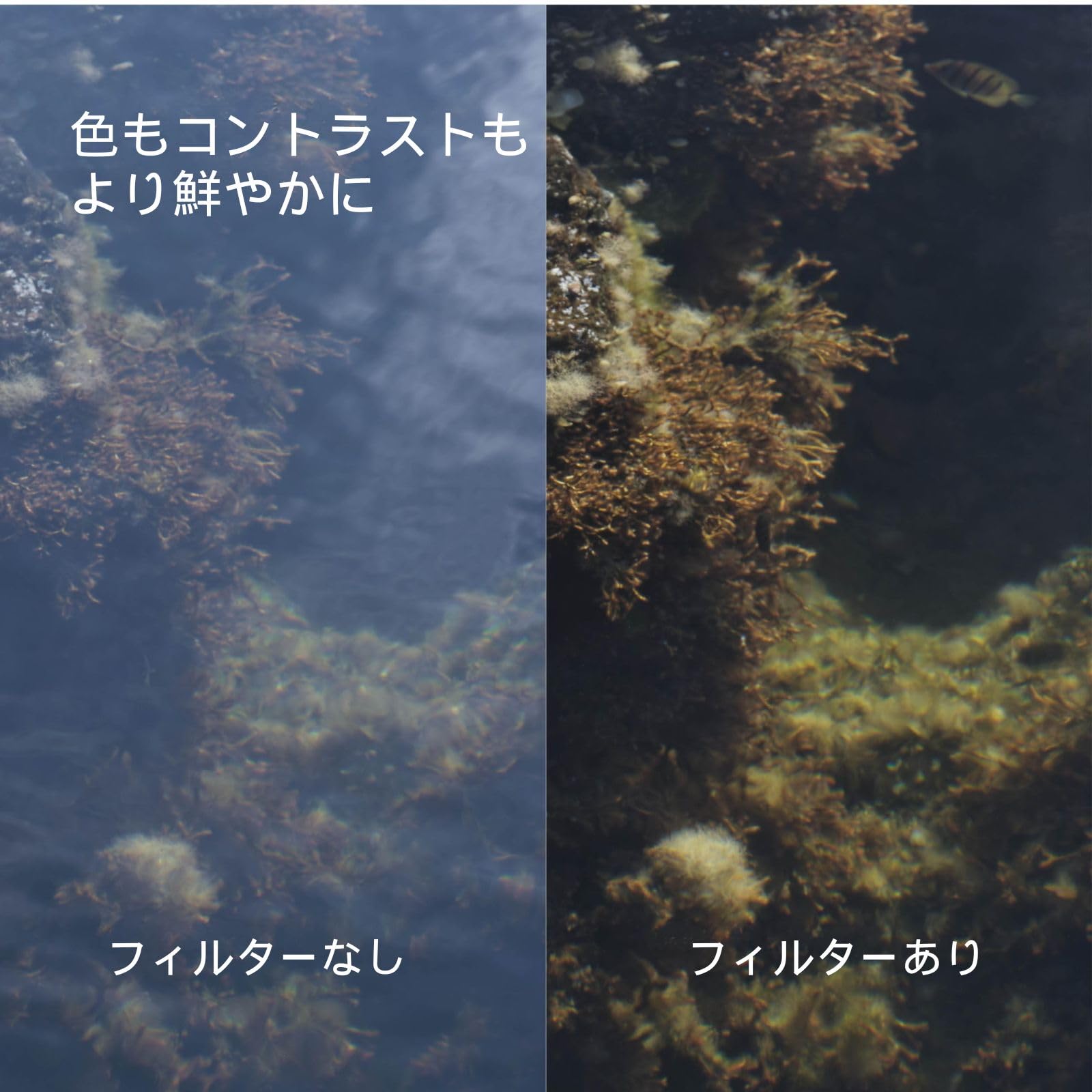 Amazon | Urth 62mm 偏光(CPL) レンズフィルター | Urth | 偏光・PL