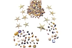 1500 Pieces Mini Seashells for Crafts, Beach Theme, Home Decor, Candle Making