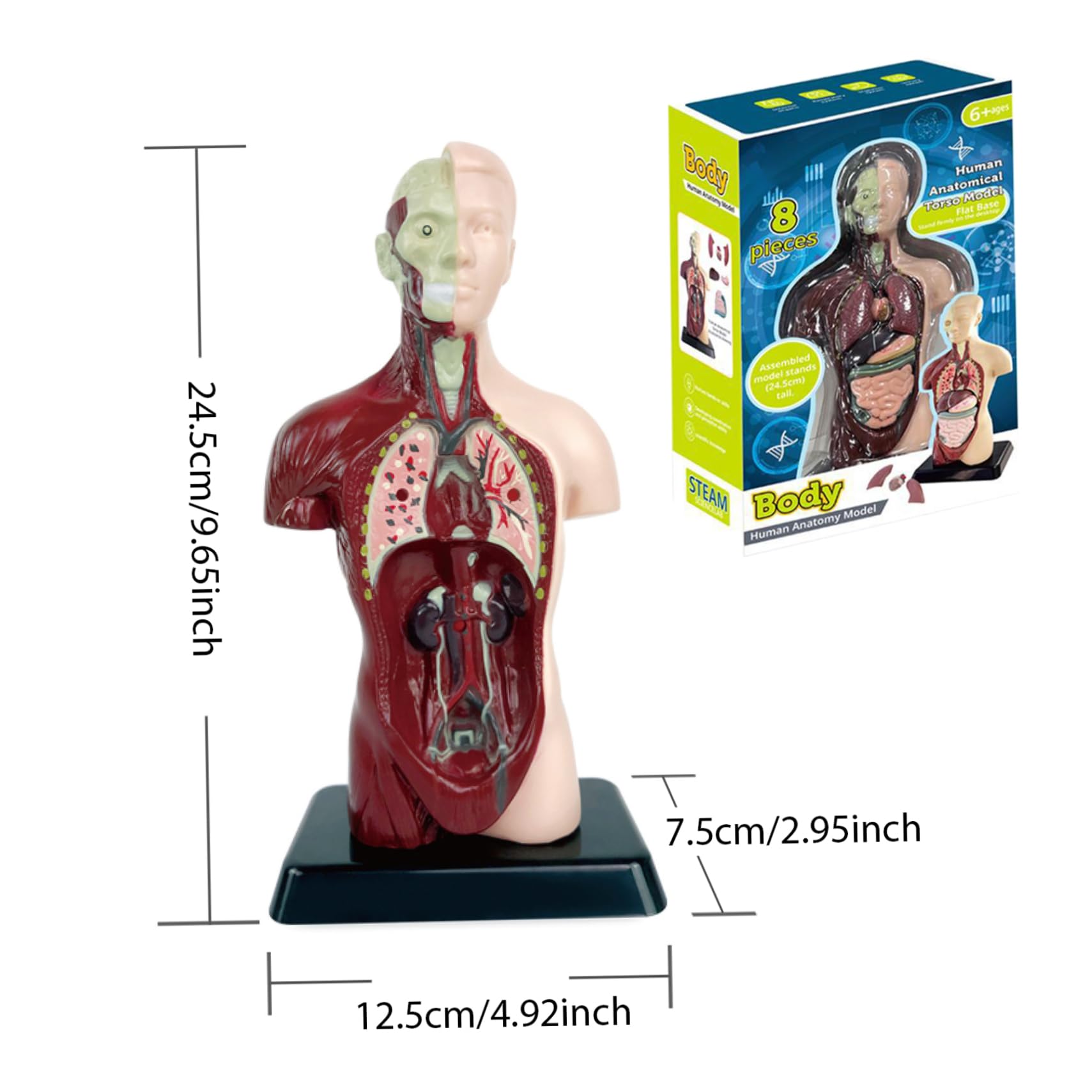 Model ciała człowieka dla dzieci, realistyczna zabawka anatomiczna 9,6 cala z 6 wyjmowanymi częściami organów, interaktywna zabawka edukacyjna dla dzieci w wieku 6+ lat