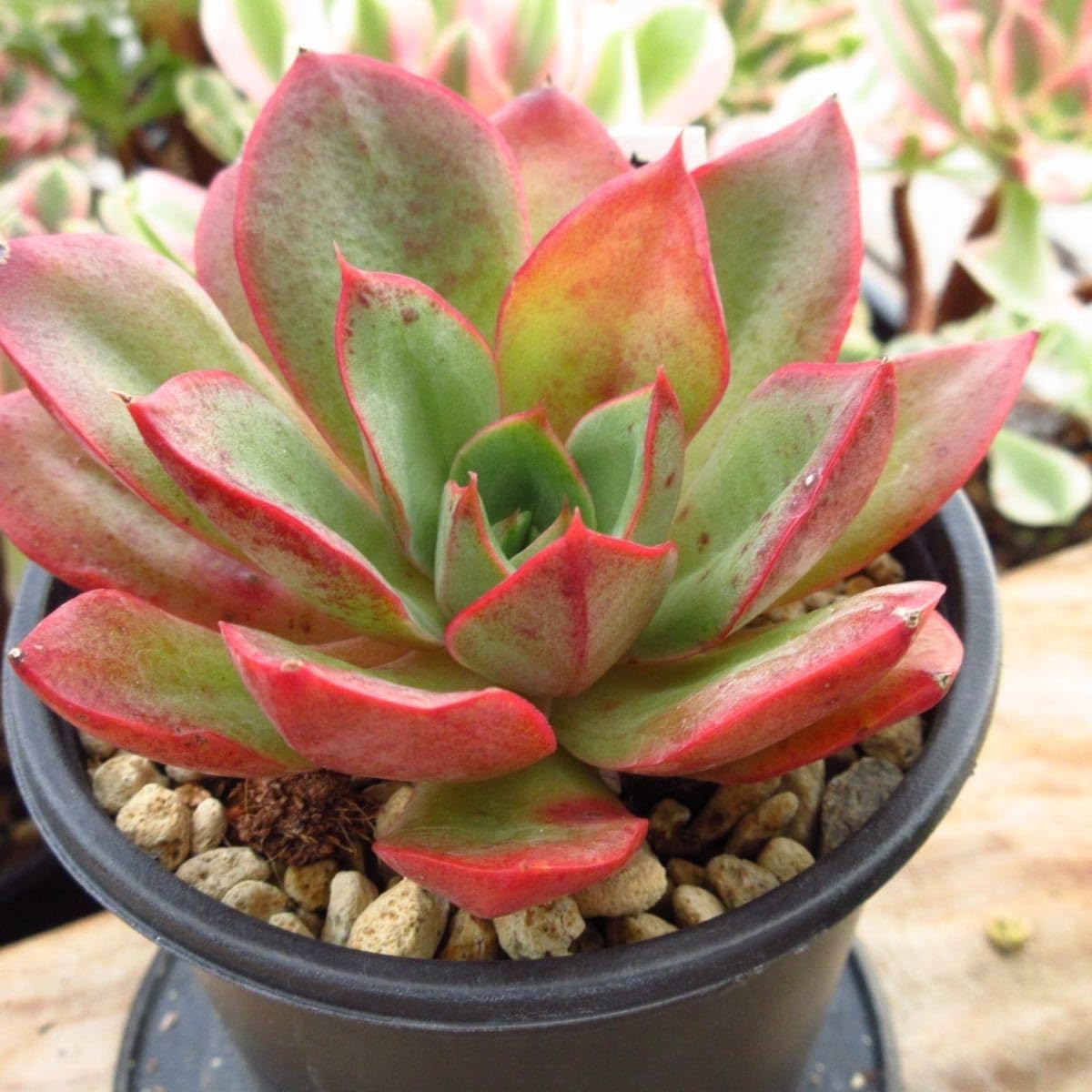 多肉植物　韓国苗　レッドグラス 多肉植物韓国苗レッドグラス