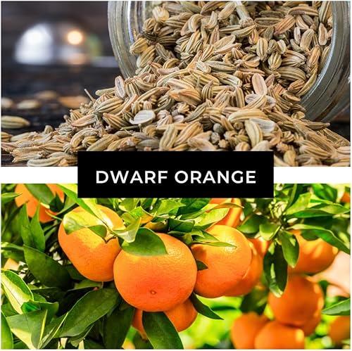 Miniatura 5 de Semillas de naranja enana para plantar  10 semillas de naranja resistentes  Cultivar árboles compactos y frutales o bonsái