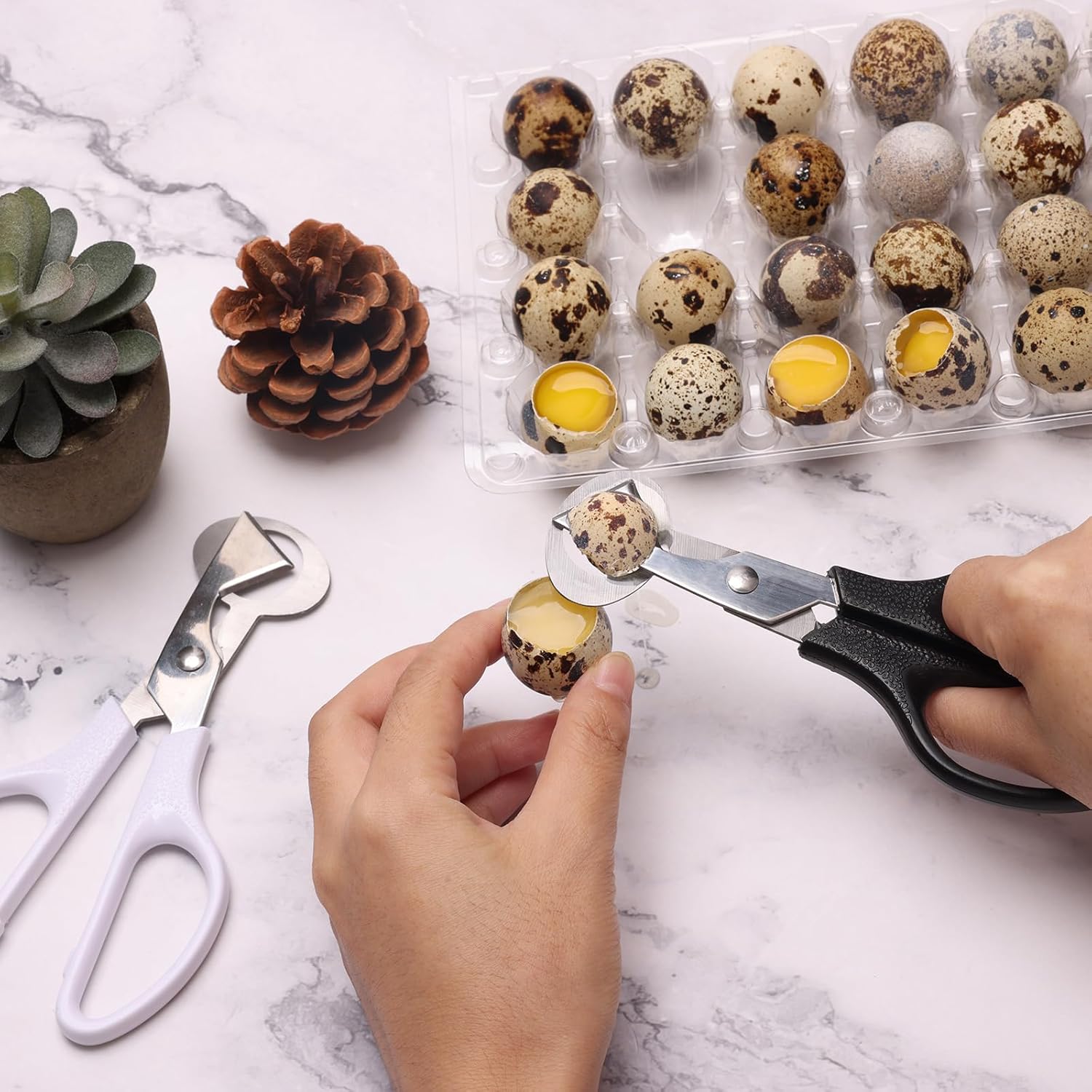 Adecco LLC Pigeon Quail Egg Cutter Scissors Stainless Steel Blades Bird Cutter 2 Pack (Quail Egg Scissor)