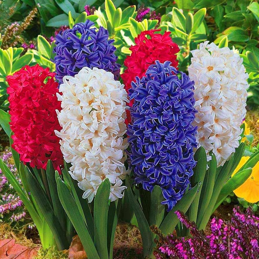Carbeth Plants - 9 x Hyacinth Spring Bulbs Traditional Mix