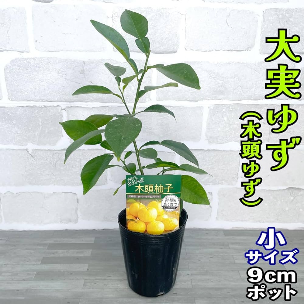 71LvBIwo52L._AC_UF1000,