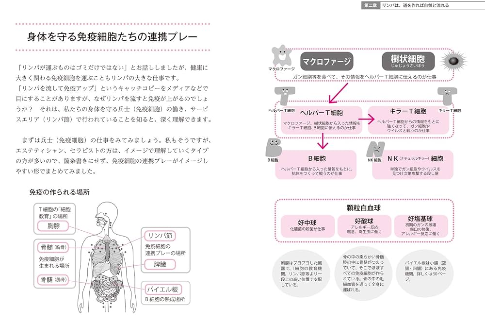 リンパ学 黒澤一弘（かずひろ）解剖学IT教育・指圧師・ラダック on X
