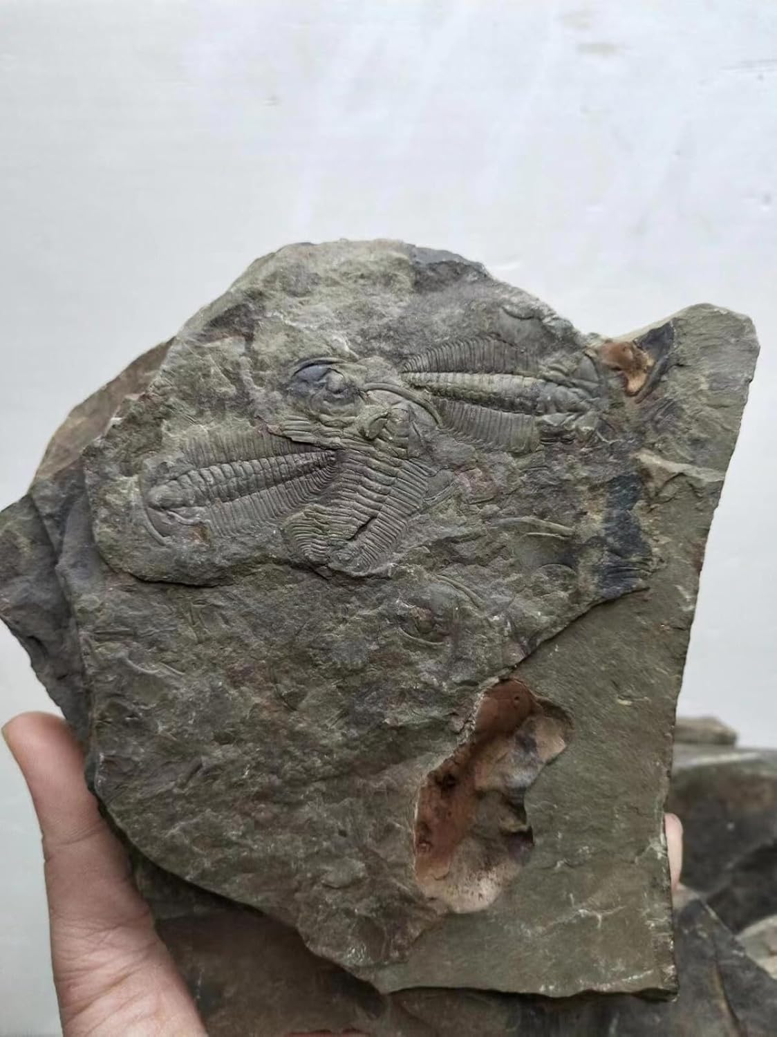 Rare 540 Million Year Old Cambrian Trilobite Fossil Changaspis elongata Fossil