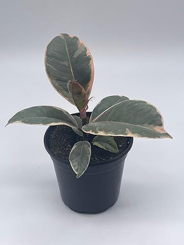 Miniatura 3 de BubbleBlooms Ficus Tineke en una maceta de 4 pulgadas planta de caucho Elastica abigarrada, planta de caucho rosa y blanco