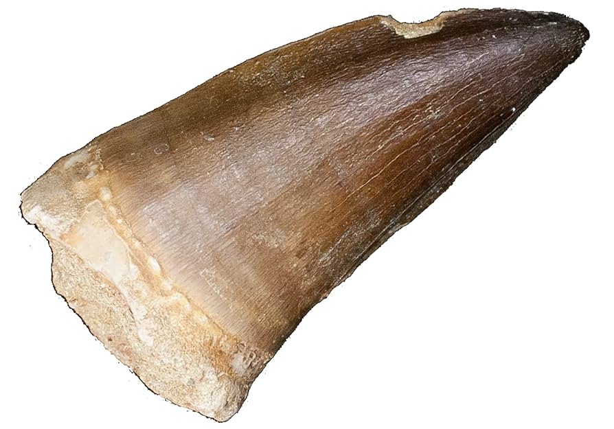 【特大】モロッコ産モササウルスの歯の化石 5.5×3cm dinoalolo_mo684