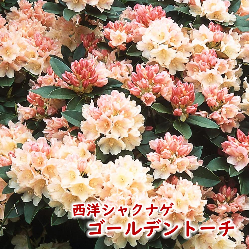 西洋シャクナゲ　石楠花 9号鉢　蕾付き　5年生 西洋シャクナゲ 石楠花 9号鉢 蕾付き 5年生