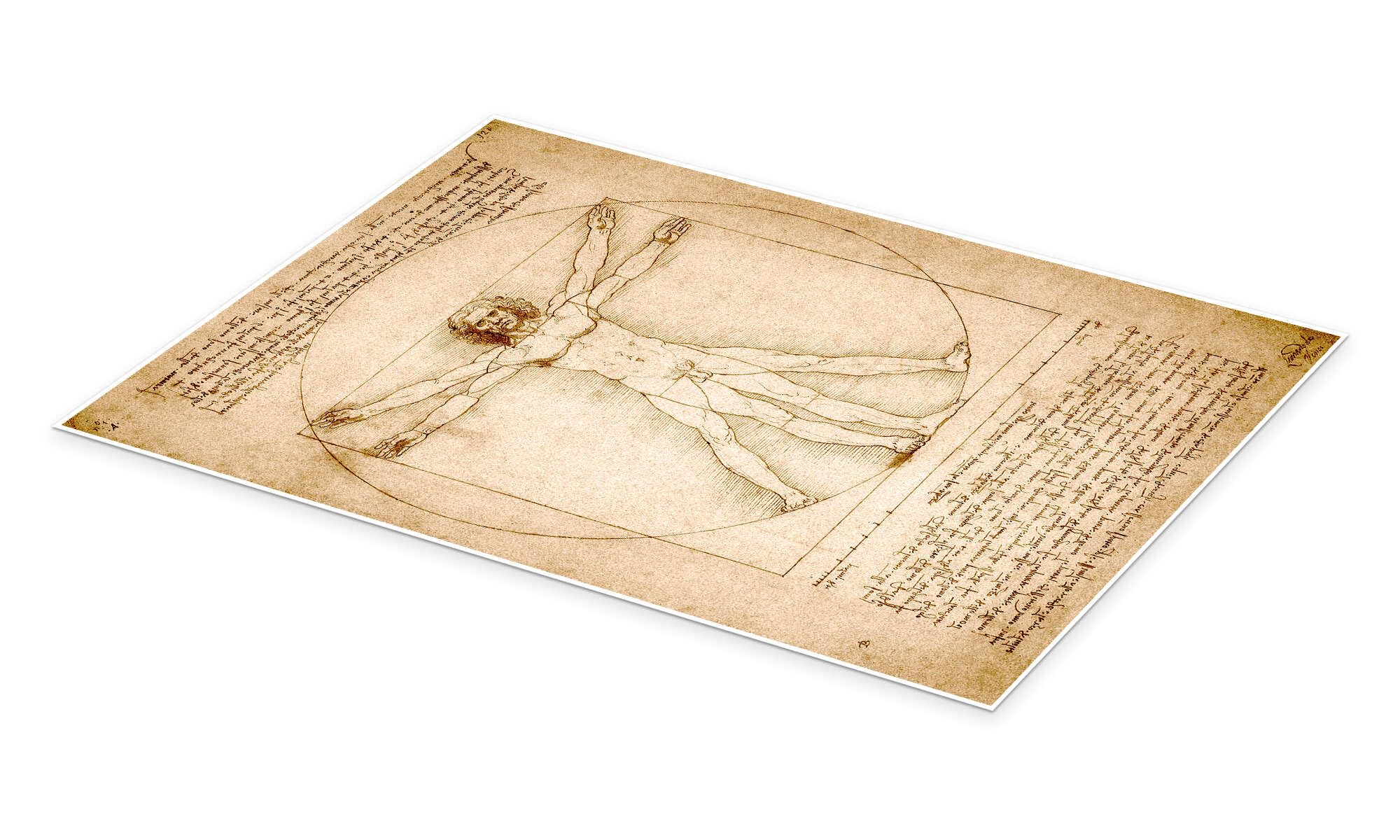 uomo vitruviano di leonardo da vinci