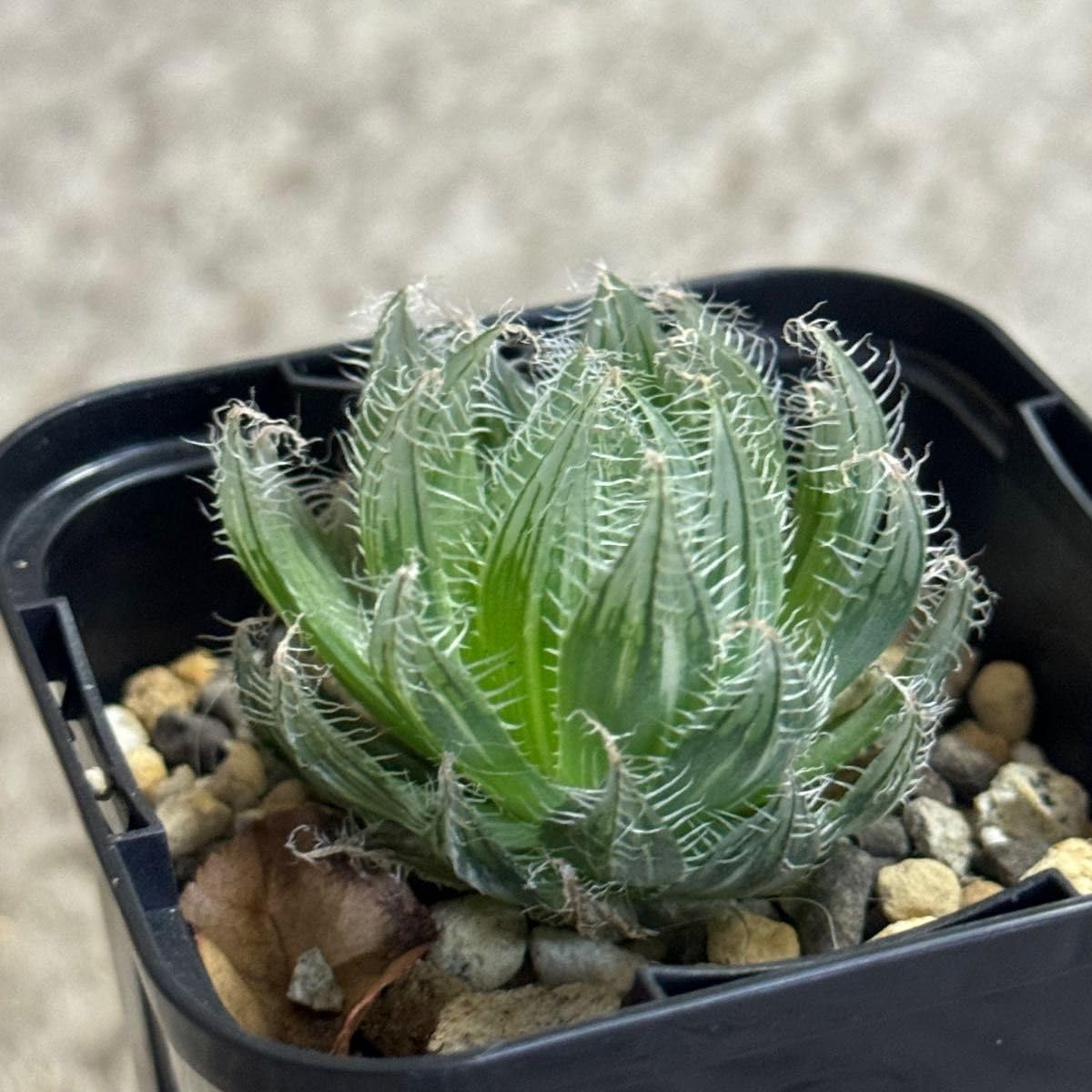 Amazon|多肉植物 ハオルチア オデッタエ錦 抜き苗|観葉植物 Amazon|多肉植物 ハオルチア オデッタエ錦 抜き苗|観葉植物