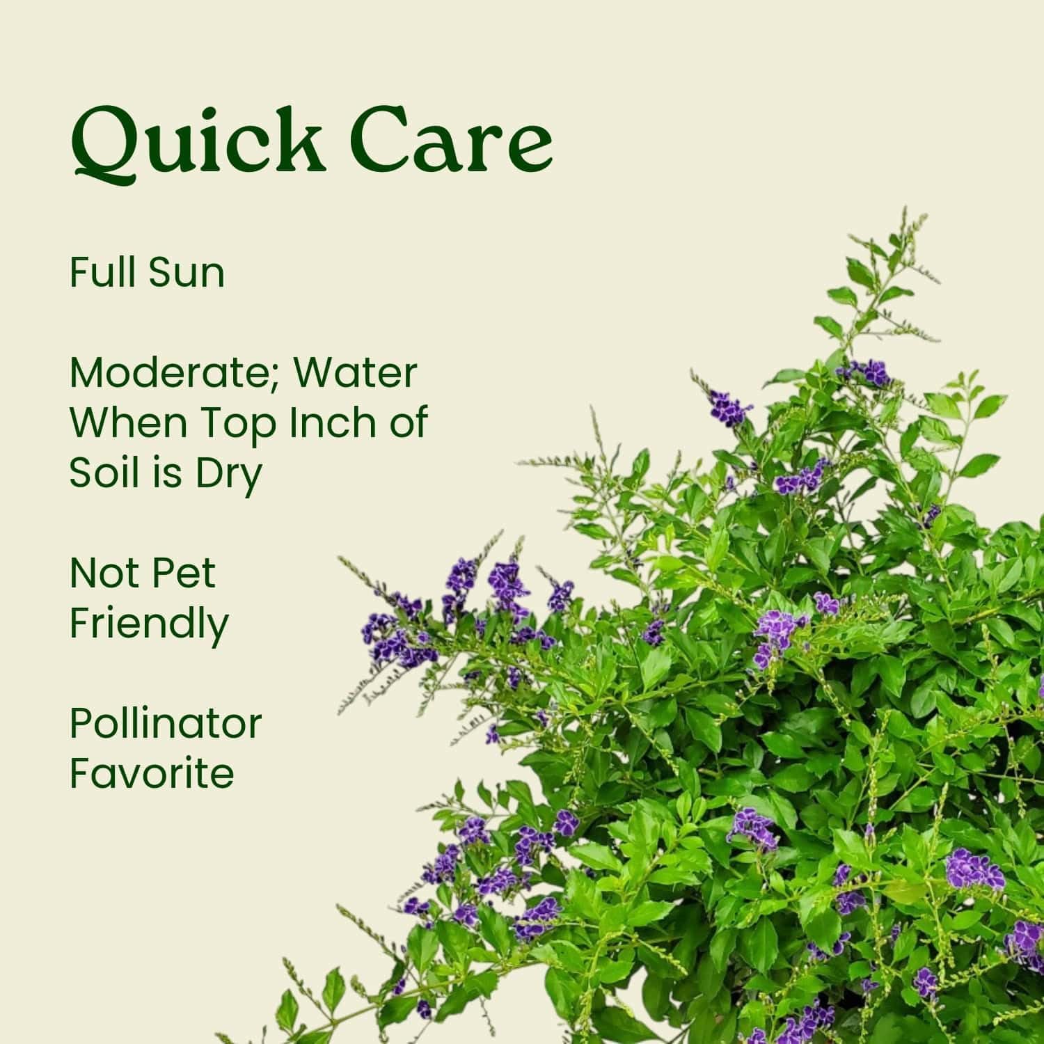 Tropical Plants of Florida - Duranta Sapphire Showers - Flowering Bush Plant - Overall Height 22" to 26" (Plant Only)