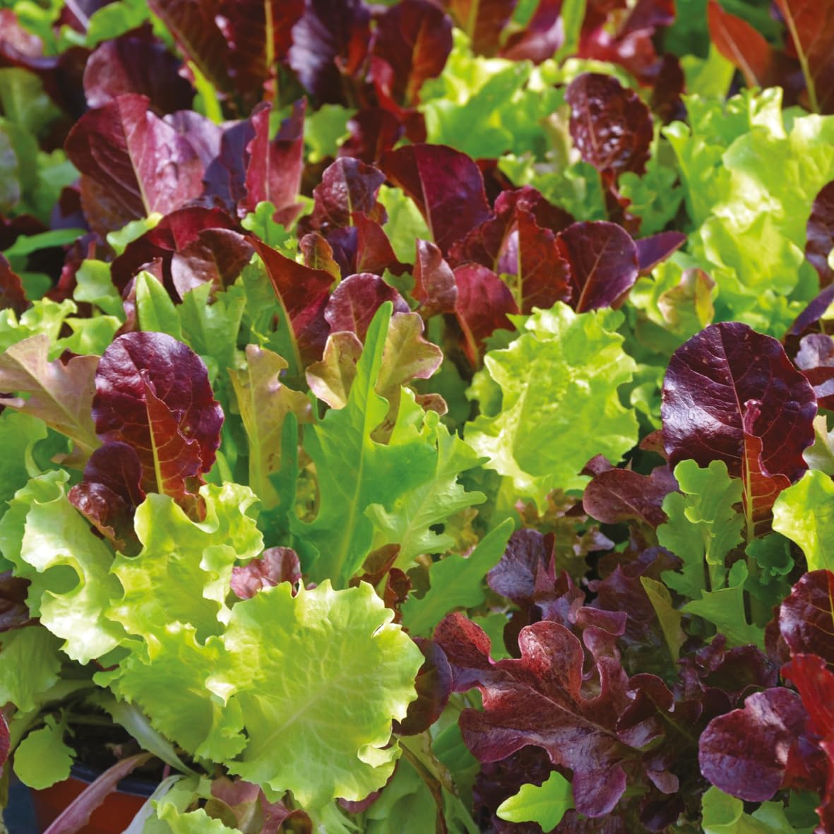 PREMIER SEEDS DIRECT - Lettuce Seeds - Gourmet LOOSELEAF Cutting Mix - 1500 Seeds