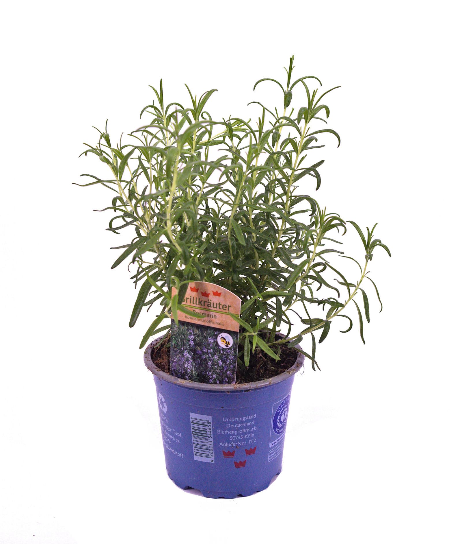 wisteria floribunda alba Wisteria floribunda Alba  Weie Blte  40 cm lang   11 cm breit   Planten247.nl