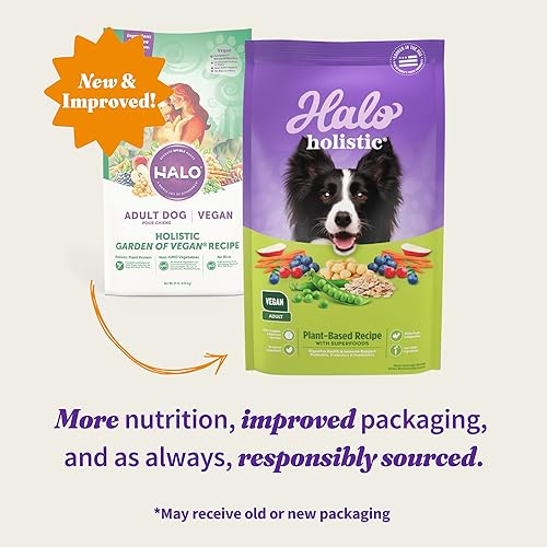 The 10 Best Vegetarian Dog Foods BestForPets