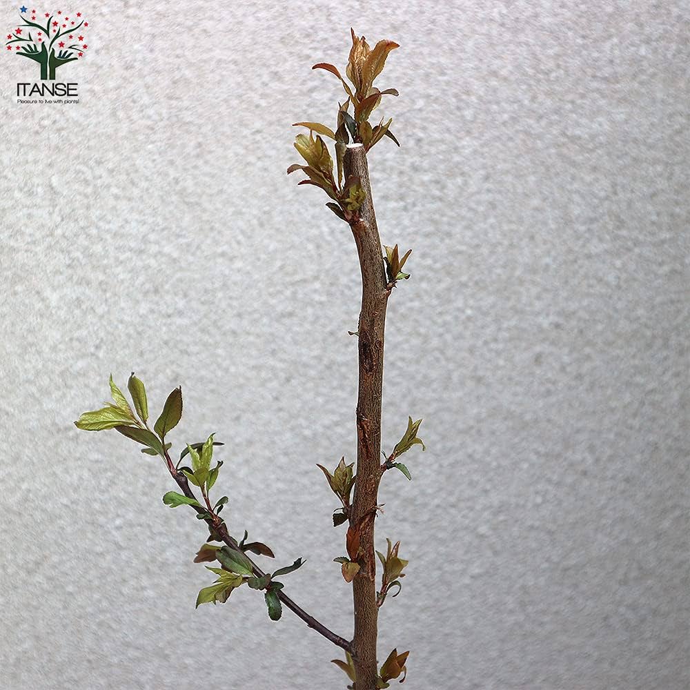 Amazon.co.jp: スモモの苗木 品種：紅葉スモモ(ハリウッド