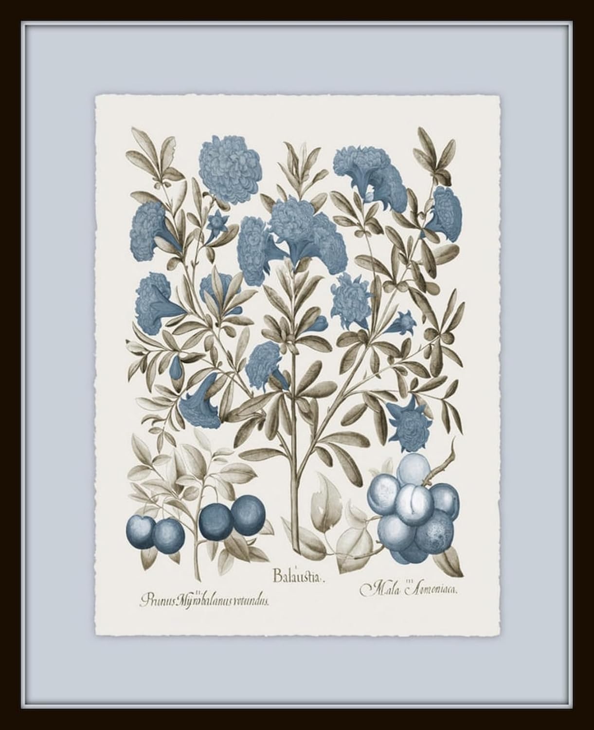 Belle Maison Art Sepia & Blue Botanical Prints No 3, Vintage Botanical Wall Art, Bedroom Kitchen Living Room Office, 8X10 SET OF 4, Smooth Matte Paper Prints, Unframed